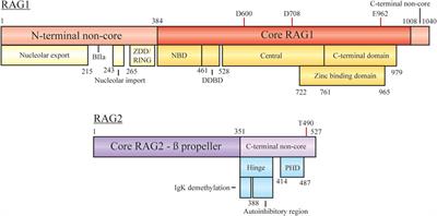 V(D)J Recombination: Recent Insights in Formation of the Recombinase Complex and Recruitment of DNA Repair Machinery